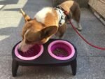 Folding pet bowl - Image 2