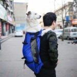 Pet Dog Carrier Bag Carrier For Dogs Backpack Out Double Shoulder Portable Travel Backpack Outdoor Dog Carrier Bag Travel - Image 4