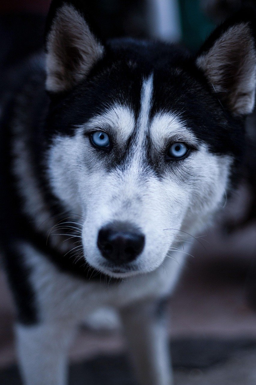 dog, husky, pets, animal, nature, eye contact, pet, sled dog, blue glasses, wolf
