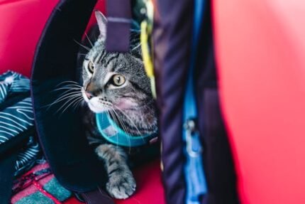 Adorable tabby cat looking out from a backpack, ready for an outdoor adventure.