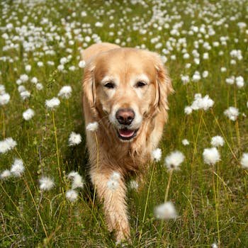 Golden Retriever happily walking through cotton grass fields in Krøderen, Norway.