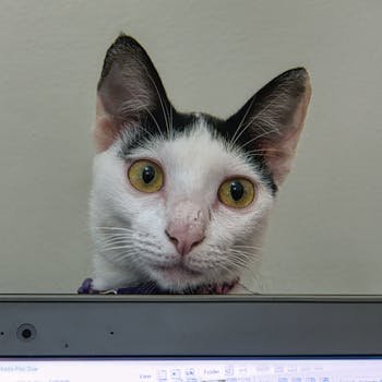 An inquisitive cat peeks over a laptop screen, showcasing its big bright eyes.